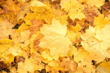 Colorful backround image of fallen autumn leaves perfect for seasonal use