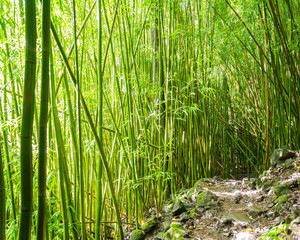 Bamboo Forest, Pipiwai Trail, Hana, Maui, Hawaii