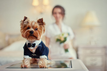 Terrier dressed as a groom in the bedroom of the bride. Bride with bouquet and white gown