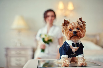 Terrier dressed as a groom in the bedroom of the bride. Bride with bouquet and white gown