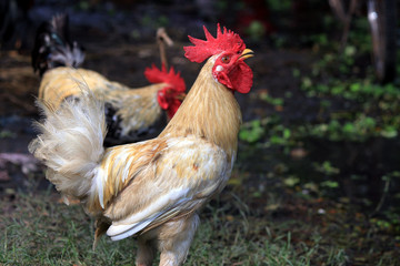 Chicken is traveling in the nature.