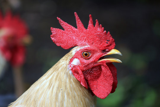 Portrait of a rooster head.