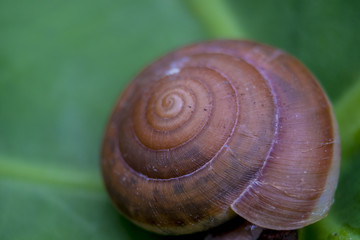 Snail  face close up. Macro photography