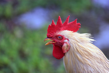 Portrait of a rooster head.