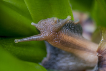 Snail  face close up. Macro photography