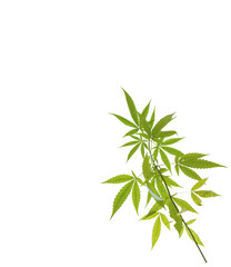 Fototapeta na wymiar Cannabis leaf isolated on white background