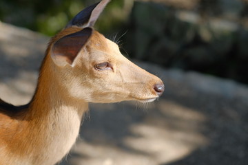 Obraz premium 奈良公園の鹿