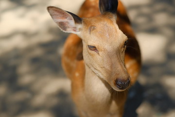 奈良公園の鹿