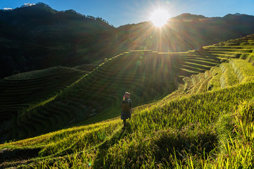 Undefined Vietnamese Hmong children are walking in rice terrace when the sunset time with lens...