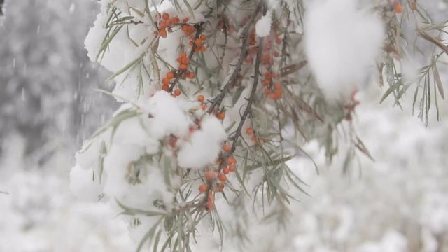 Sea-buckthorn berries under snow.