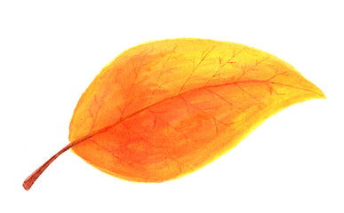 Autumn orange leaf in watercolor.