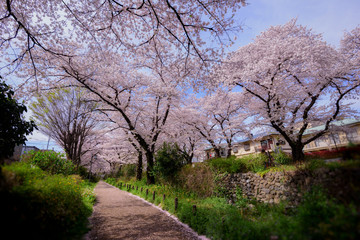 Fototapeta na wymiar Cherry Blossom at Tokyo Japan .