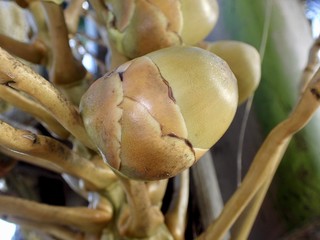 Détail inflorescence d'un cocotier, Seychelles 