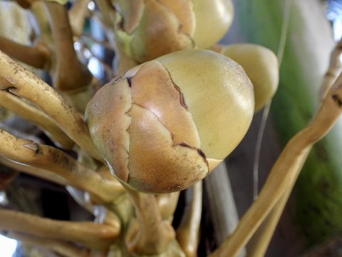 Détail inflorescence d'un cocotier, Seychelles 