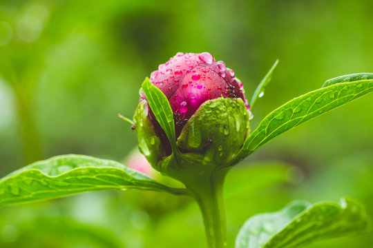 Fototapeta Red peonies blossoming in the garden. Shallow depth of field.