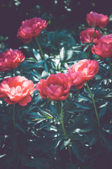 Red peonies blossoming in the garden. Shallow depth of field. Toned image.