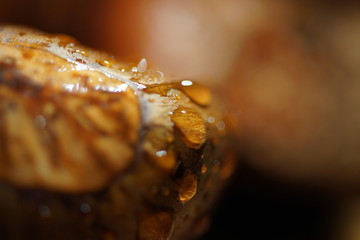 Maroni mit Wassertropfen