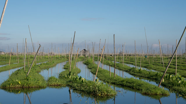 Agriculture at Inle lake floating garden in Intha viillage,Inle,Myanmar