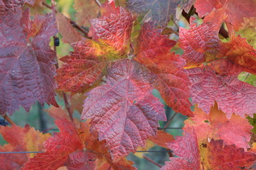 Vineyards at sunset in autumn harvest colorful autumn leaves