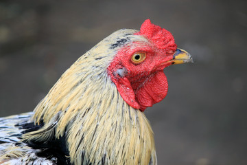 Portrait of a hen head.