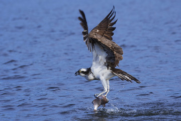 Osprey (Pandion haliaetus)