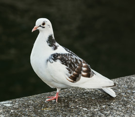 A black and white pigeon standing on a stone embankment