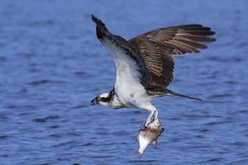 Osprey (Pandion haliaetus)