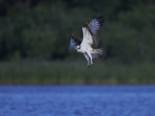 Osprey (Pandion haliaetus)