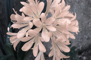 botanical pink soft white petals