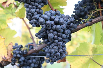 Photo picture of a beautiful grape fruit vineyard ready to produce wine