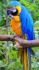 Ara ararauna - piękna piracka papuga, siedząca na gałęzi