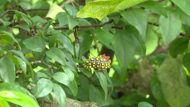 yellow worm walking on leaf