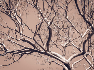 botanical pink abstract branches winter