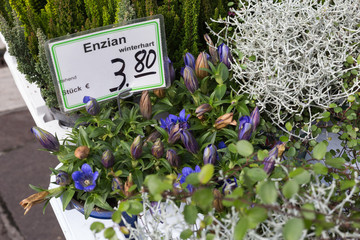 fresh perennial flowers gentian enzian on a street market in autumn october