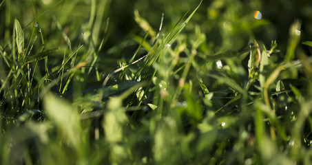 Rainbow on the grass after the rain.