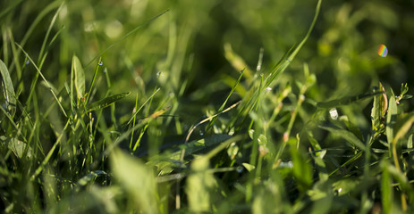 Rainbow on the grass after the rain.