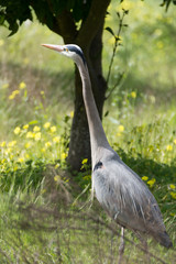 Great Blue Egret 17
