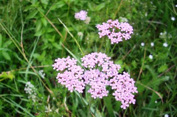 Achillée millefeuille rose (Achillea millefolium) fleurissant dans  une prairie. 