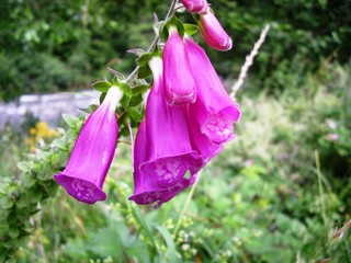 Fleurs rose de Digitale pourpre  (Digitalis purpurea) dans la nature