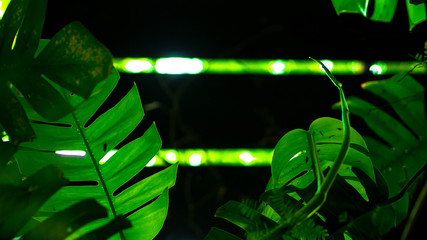 Green tropical leaves in dark tone