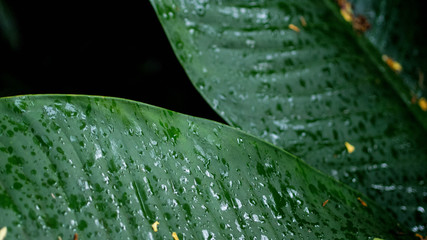 Tropical leaves with raindrops and no smoking sign