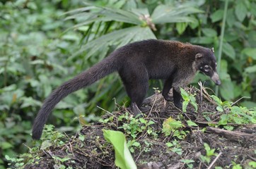 coati nasua au museau blanc du costa rica