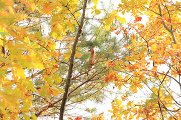 squirrel in the autumn forest on the branches of a coniferous tree