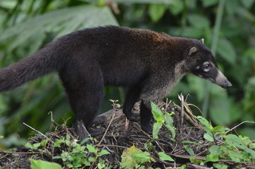 coati nasua au museau blanc du costa rica