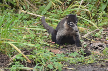 coati nasua au museau blanc du costa rica