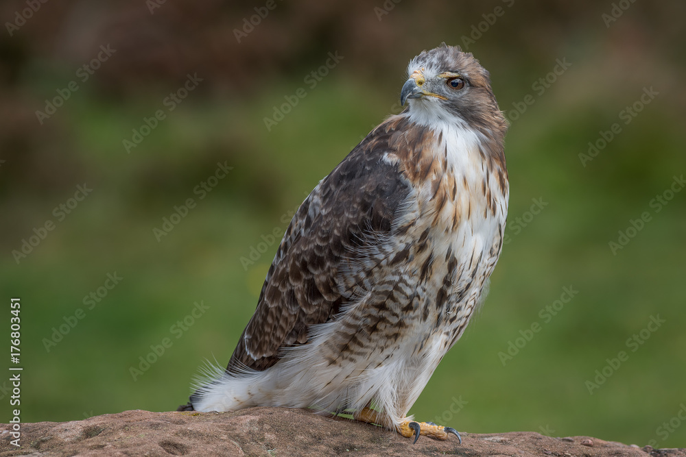 Poster Full length portrait of a red tailed hawk perched on a rock and looking over its shoulder to the left