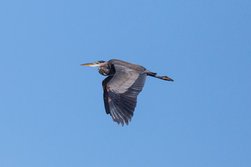 A Great Blue Heron in flight with wings pointed down in the afternoon sunlight.