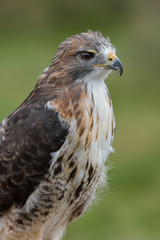 Close up three quarter length portrait of a red tailed hawk looking to the right in upright vertical format 