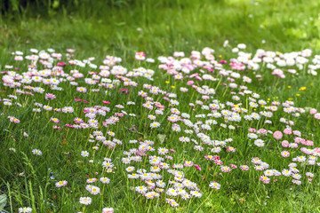 Flowers growing in meadows and fields