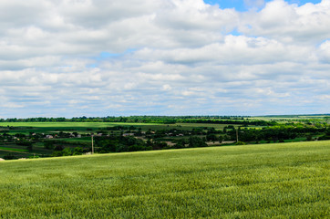Field of green wheat on summer